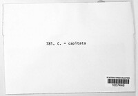 Tolypocladium capitatum image